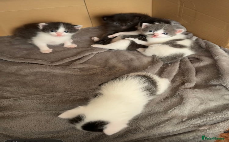 Mixed Breed cats for sale - Advert 1