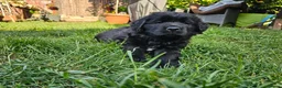 Newfoundland dogs for sale: Beautiful Newfoundland puppies  - Advert 29