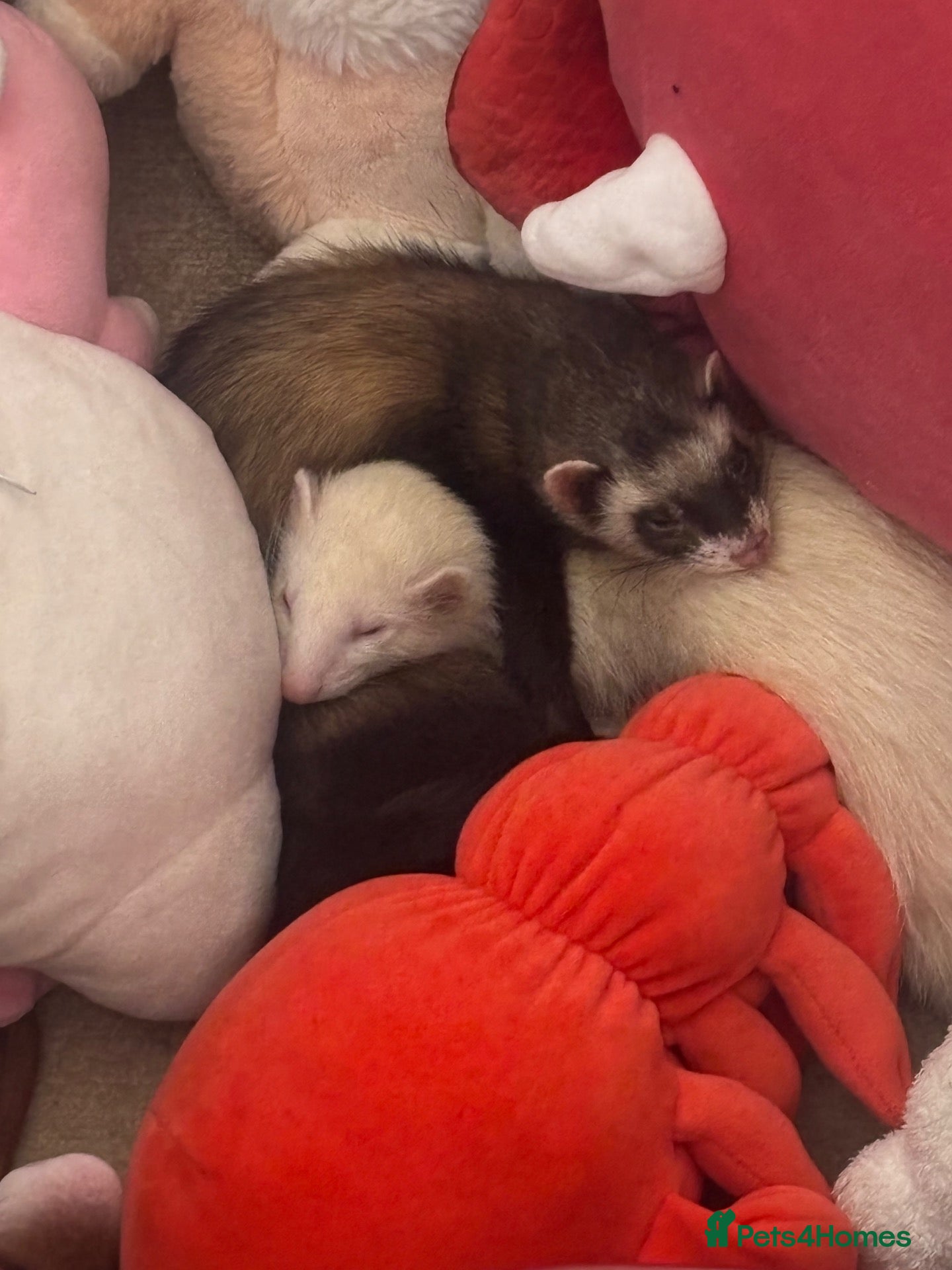 Ferret rodents 2 Beautiful Ferret Sisters - Advert 1