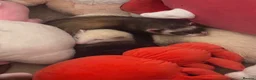 Ferret rodents for sale: 2 Beautiful Ferret Sisters in Uxbridge - Advert 1