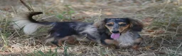 Miniature Dachshund dogs for stud: Miniature dachshund stud  - Advert 2