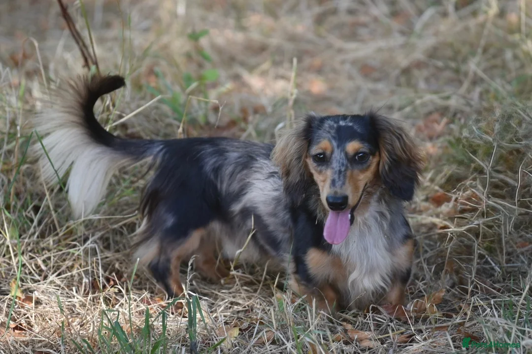 Miniature Dachshund dogs for stud: Miniature dachshund stud  - Advert 2