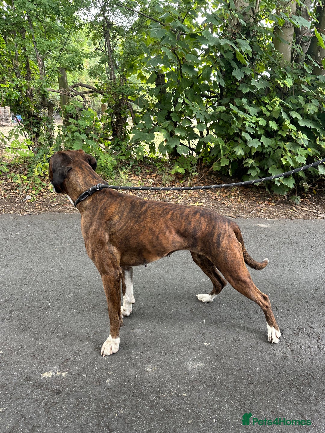 Boxer dogs for sale: 4 CHAMP BLOODLINE CHUNKY BOXER PUPS, bobtail/tail - Advert 11
