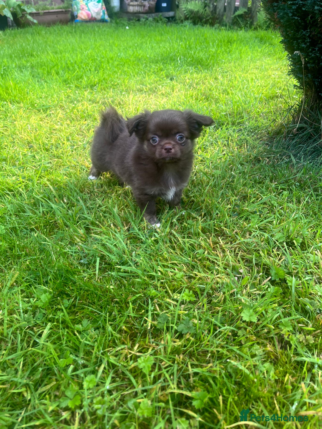 Chihuahua dogs for sale: Long haired chihuahua boy  - Image 6