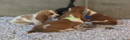 Basset Hound dogs for sale: KC BASSET HOUND PUPPIES FROM HEALTH SCORED PARENTS - Advert 8