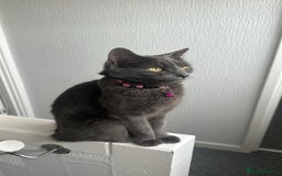 Russian Blue cats for sale: Russian Shorthair Kittens!   - Image 12