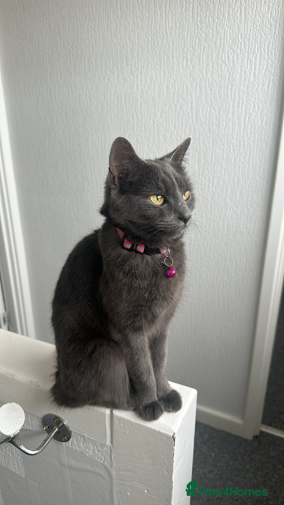 Russian Blue cats for sale: Russian Shorthair Kittens!   - Image 12