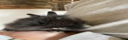 Lionhead rabbits for sale: 3 Gorgeous Lionhead Boy Rabbits  - Advert 3