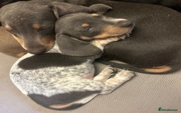 Miniature Dachshund dogs for sale: Stunning Miniature Dachshunds - Image 17