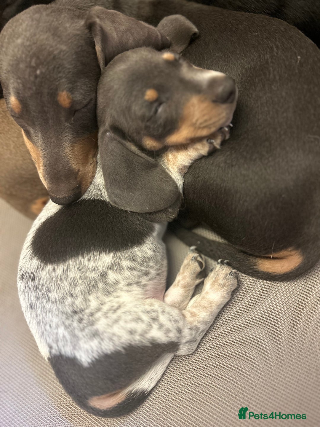 Miniature Dachshund dogs for sale: Stunning Miniature Dachshunds - Image 17