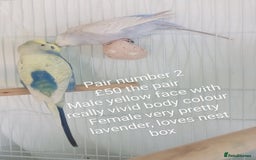 Budgerigars birds for sale: Budgies - babies, adults & pairs available/ - Image 3