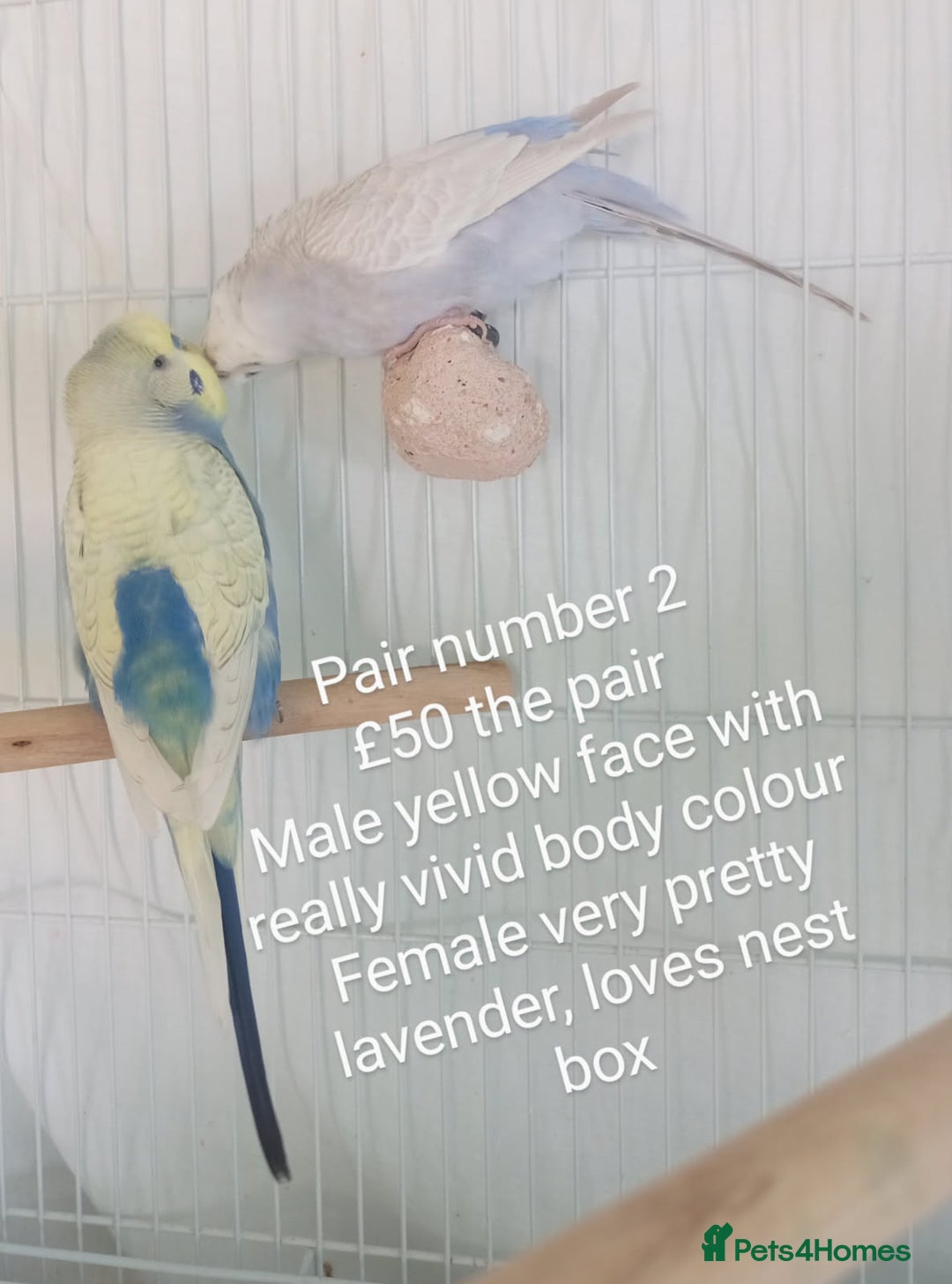 Budgerigars birds for sale: Budgies - babies, adults & pairs available/ - Image 3