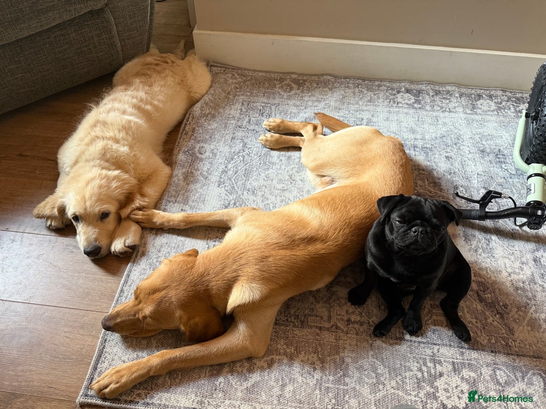 Golden Retriever dogs for sale: Truly Handsome Champion Sired Golden Retriever - Image 4