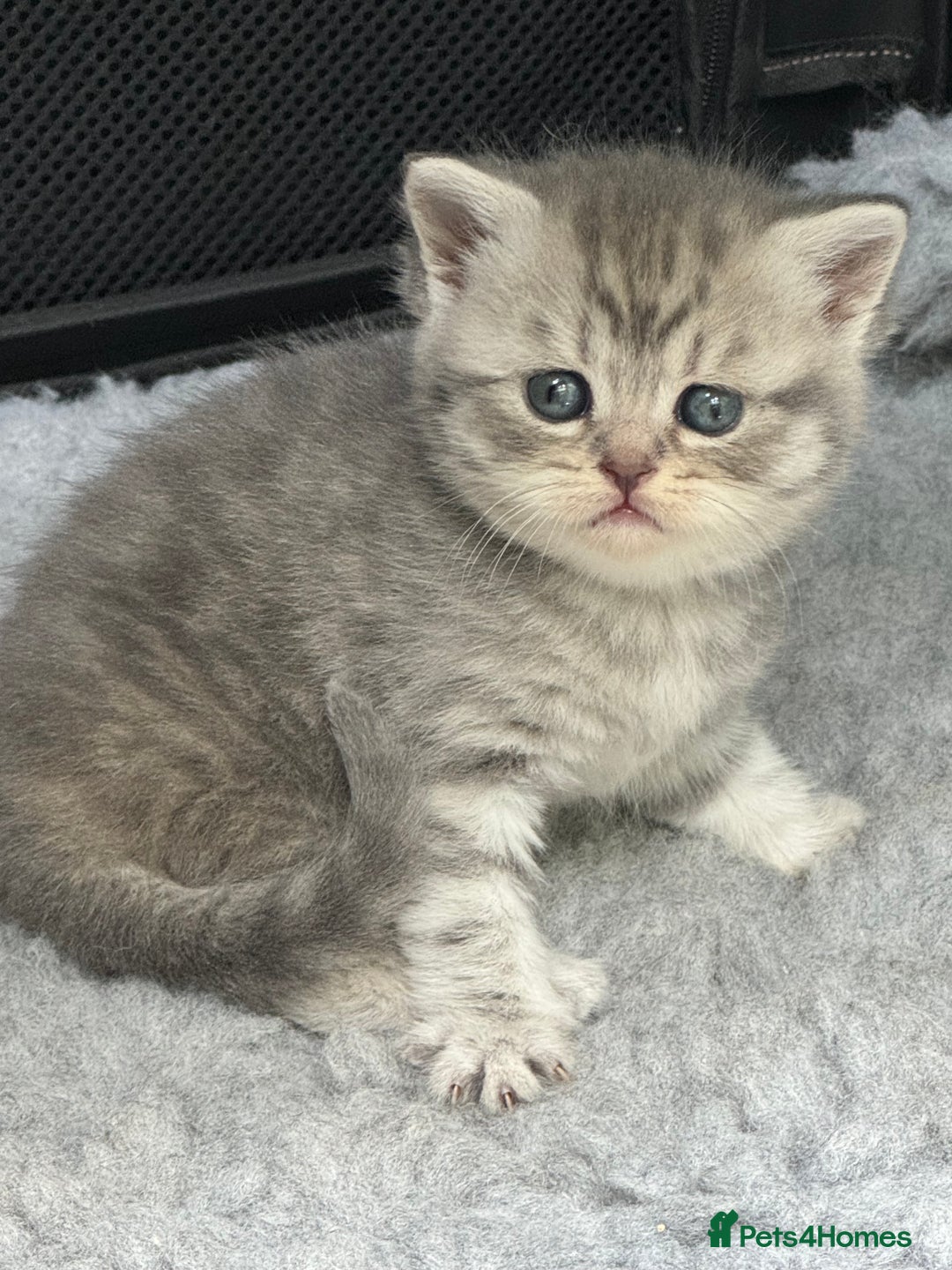 British Shorthair cats for sale: British short hair / Scottish striaght  - Image 7