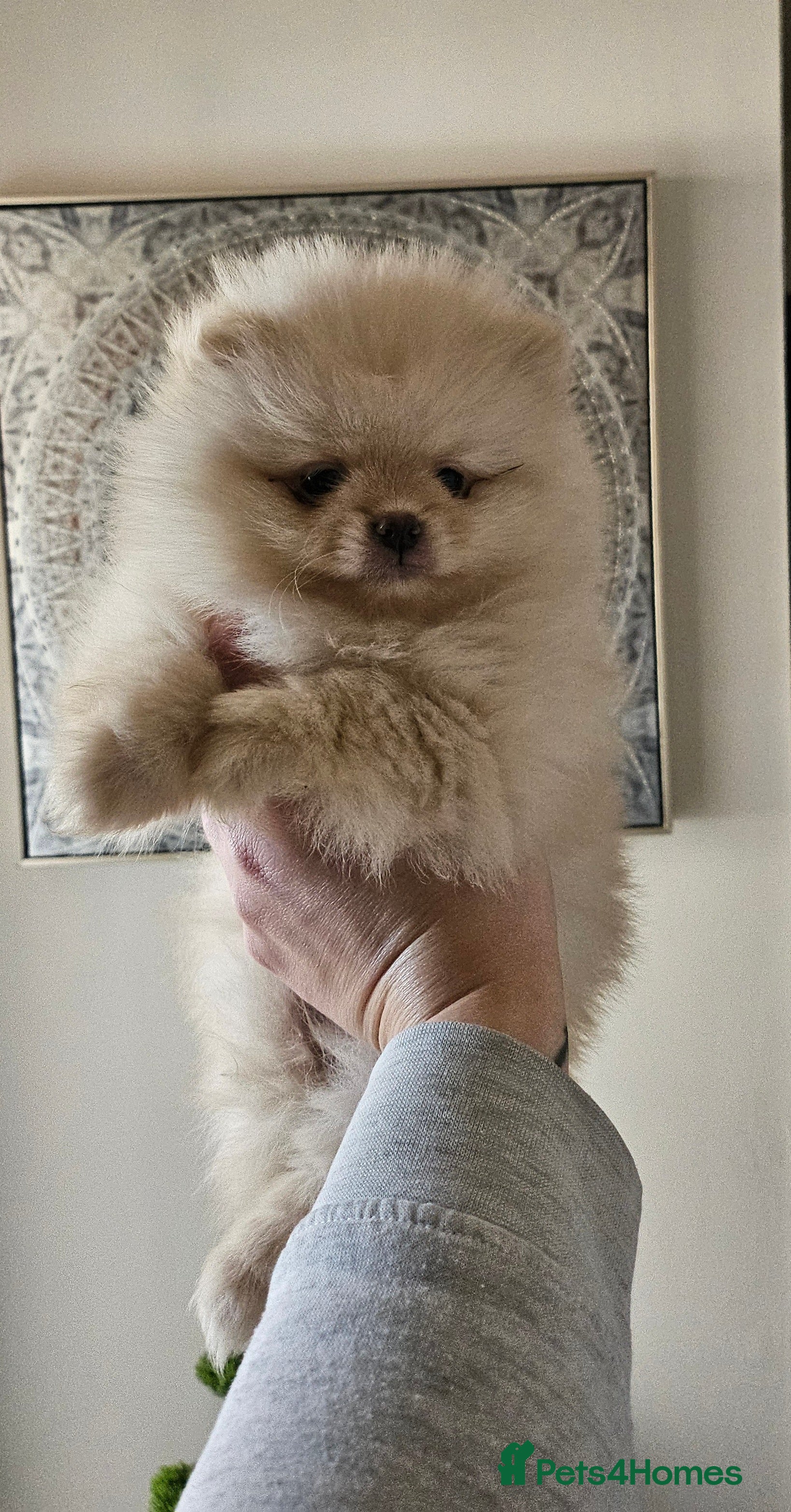 Pomeranian dogs 2 outstanding quality pomeranians - Advert 13