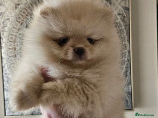 Pomeranian dogs 2 outstanding quality pomeranians - Advert 13
