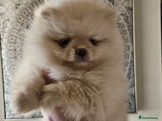 Pomeranian dogs 2 outstanding quality pomeranians - Advert 6