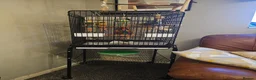 Parakeets birds for sale: Kakariki male 9 months old in Rugeley - Advert 3