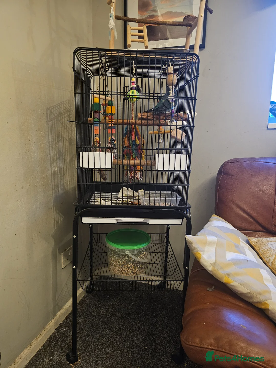 Parakeets birds for sale: Kakariki male 9 months old in Rugeley - Advert 3