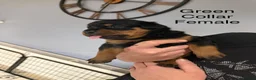 Rottweiler dogs for sale: Chunky Rottweiler Puppies - 6 girls 3 boys  - Advert 8