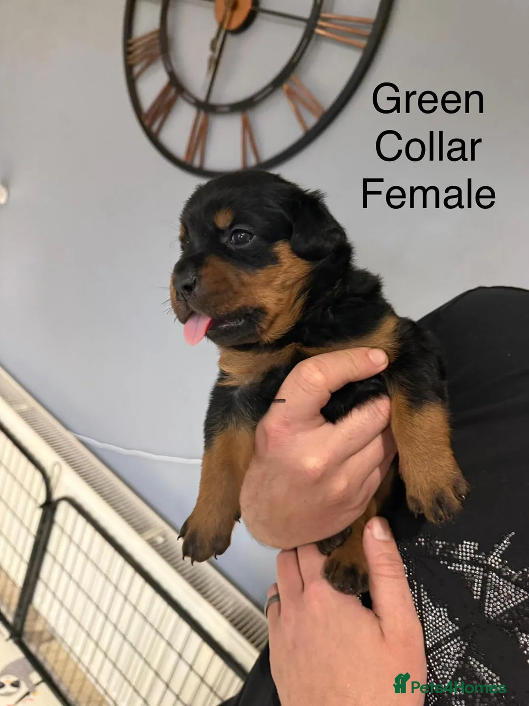 Rottweiler dogs for sale: Chunky Rottweiler Puppies - 6 girls 3 boys  - Advert 8
