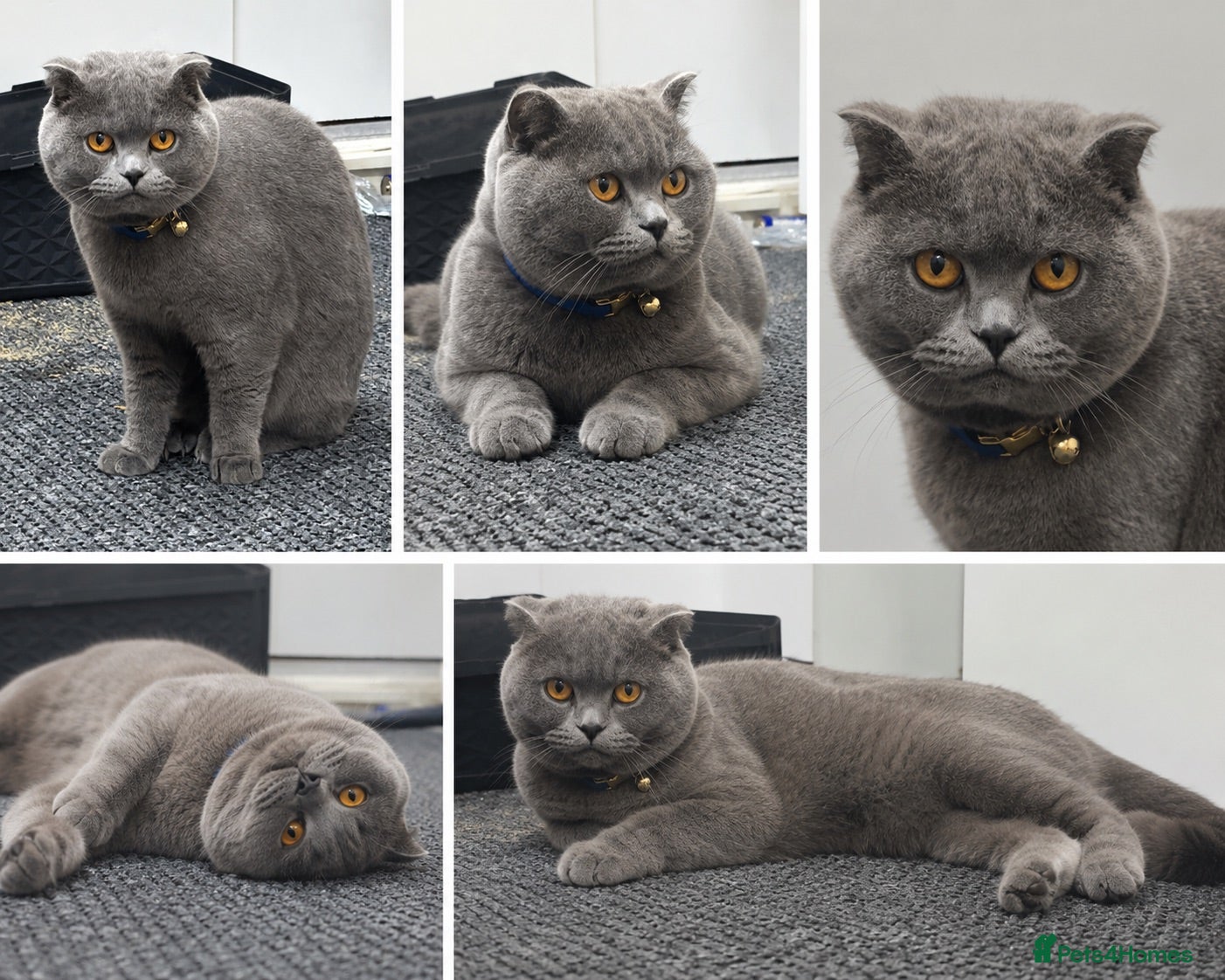British Shorthair cats British Shorthair 2 years  - Advert 11