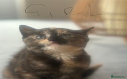 British Shorthair cats for sale: 4 kittens ready to go to there forever homes  - Image 2