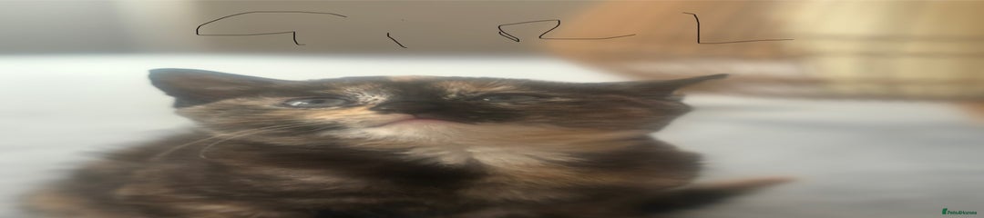 British Shorthair Kitten 4