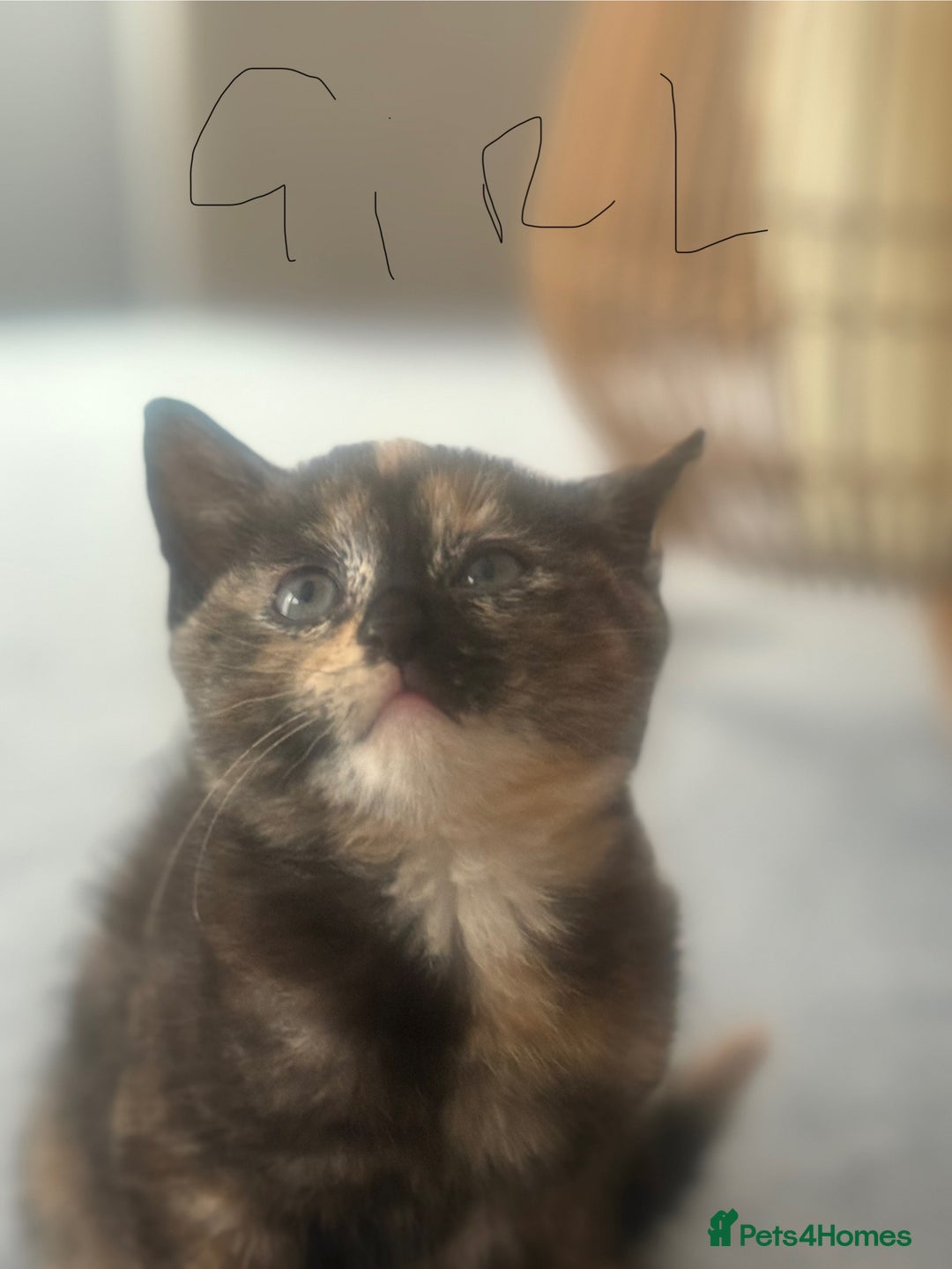 British Shorthair cats for sale: 4 kittens ready to go to there forever homes  - Image 2