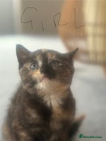 British Shorthair cats - Advert 4