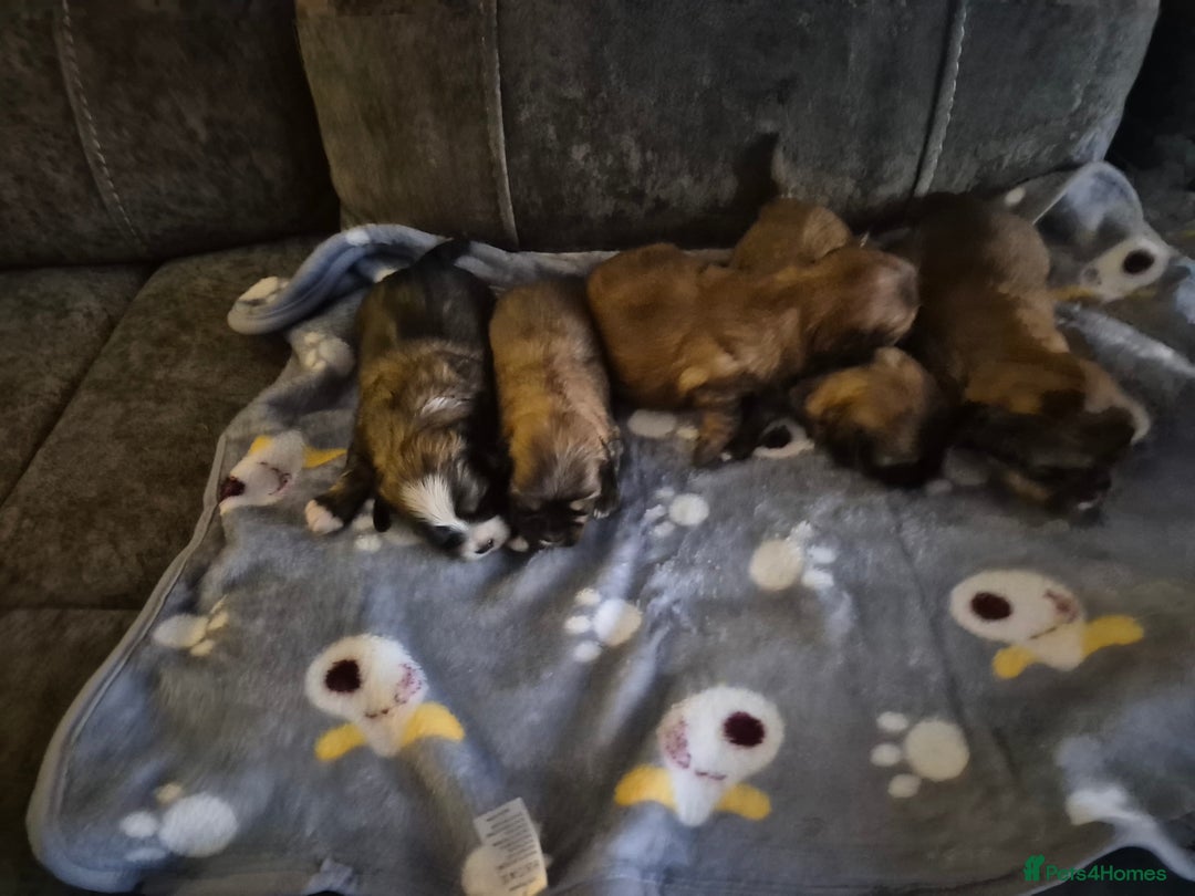 Malshi dogs for sale: 5 beautiful puppies  - Advert 15