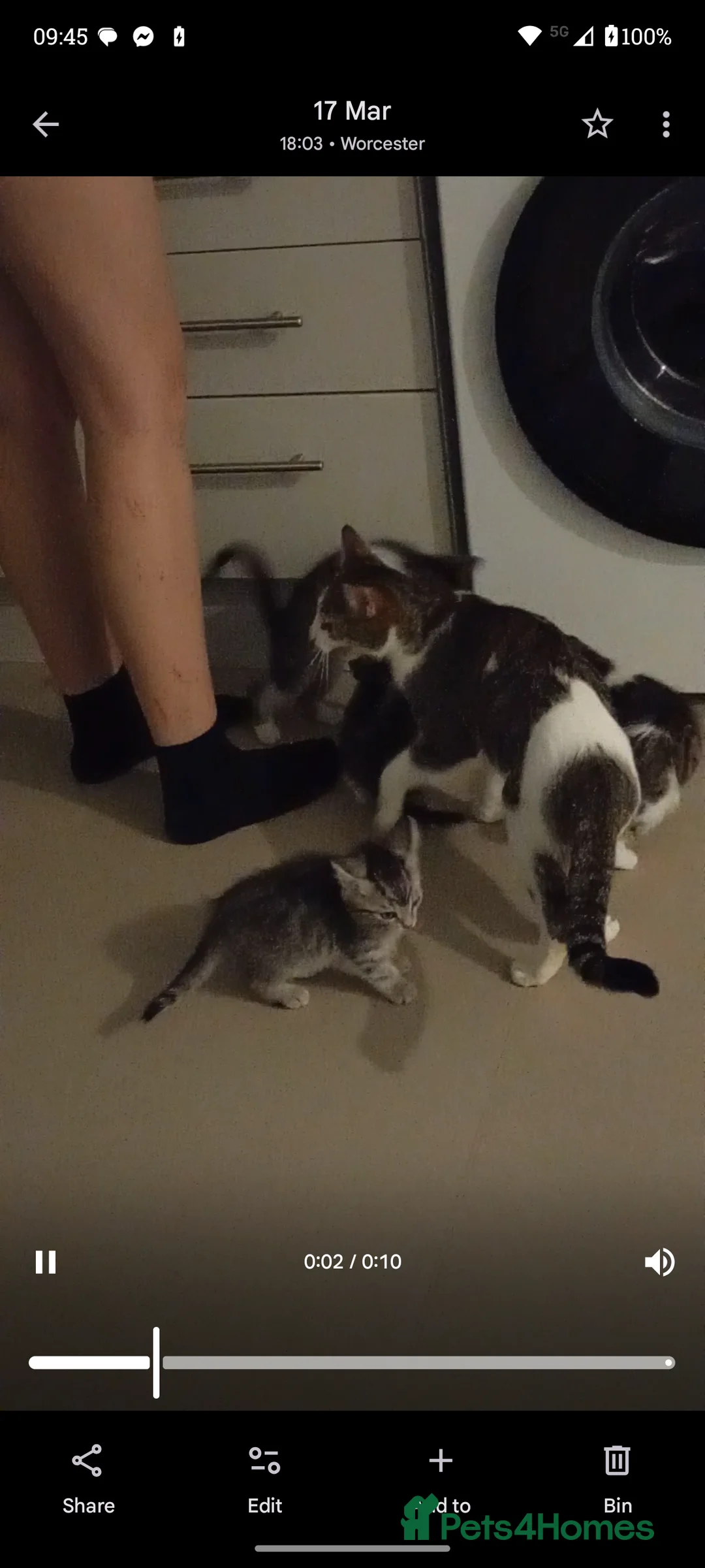 Mixed Breed cats for sale: 4 little boys available now in Worcester - Advert 2