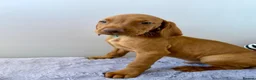 Hungarian Vizsla dogs for sale: KC registered Hungarian Vizsla puppies - Advert 3