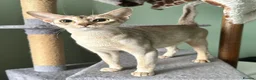 Abyssinian cats for sale: TICA Abyssinian kittens  - Advert 14