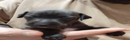 Italian Greyhound dogs for sale: 🐾 Italian Greyhound Puppies for Sale 🐾 - Advert 4