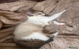 Ragdoll cats for sale: Ragdoll X 15 week kitten for rehoming  - Image 6