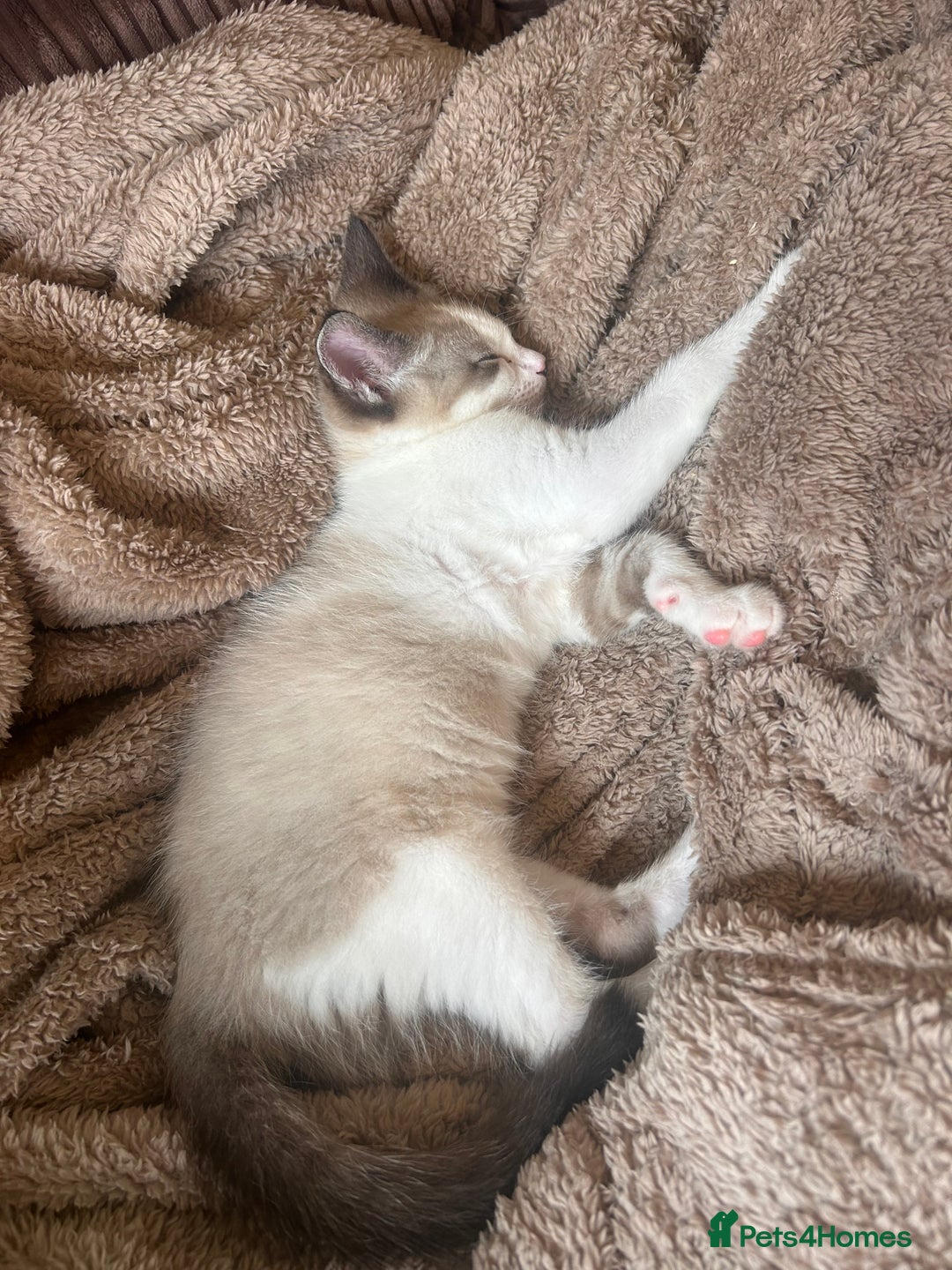 Ragdoll cats for sale: Ragdoll X 15 week kitten for rehoming  - Image 6
