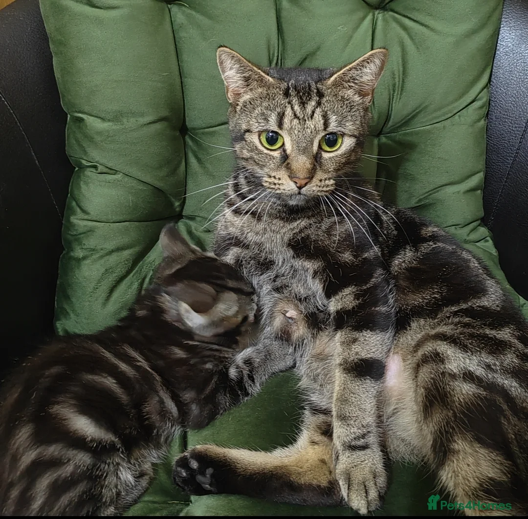 Mixed Breed cats for sale: Marble Bengal cross  - Advert 2