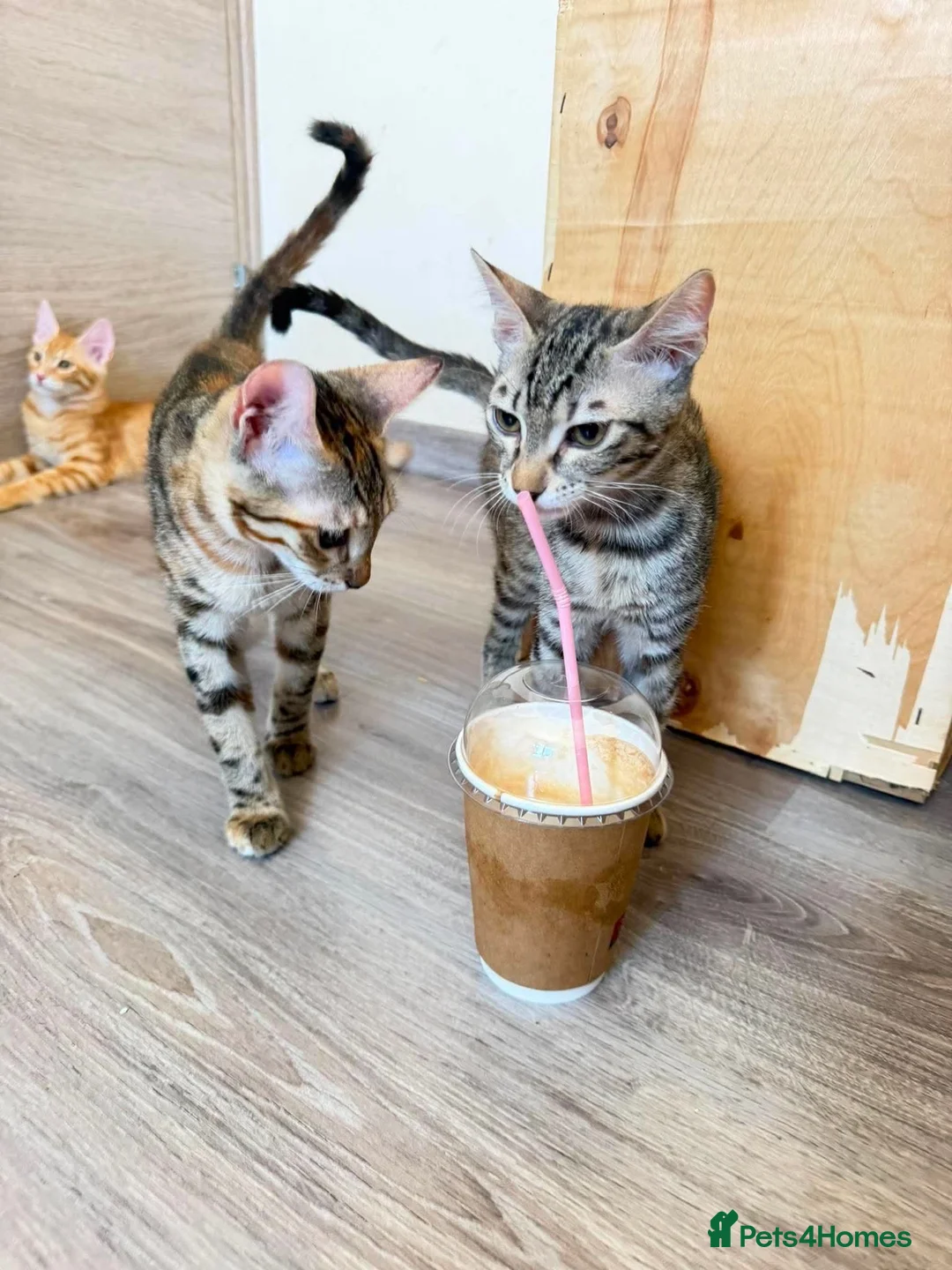 Mixed Breed cats for adoption: Saffy and Cassie: the cutest duo of troublemakers in Beauly - Advert 2