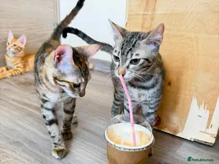 Mixed Breed cats Saffy and Cassie: the cutest duo of troublemakers - Advert 4
