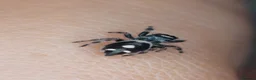 Spiders invertebrates for sale: P.regius Jumping spiders price includes P&P - Advert 8