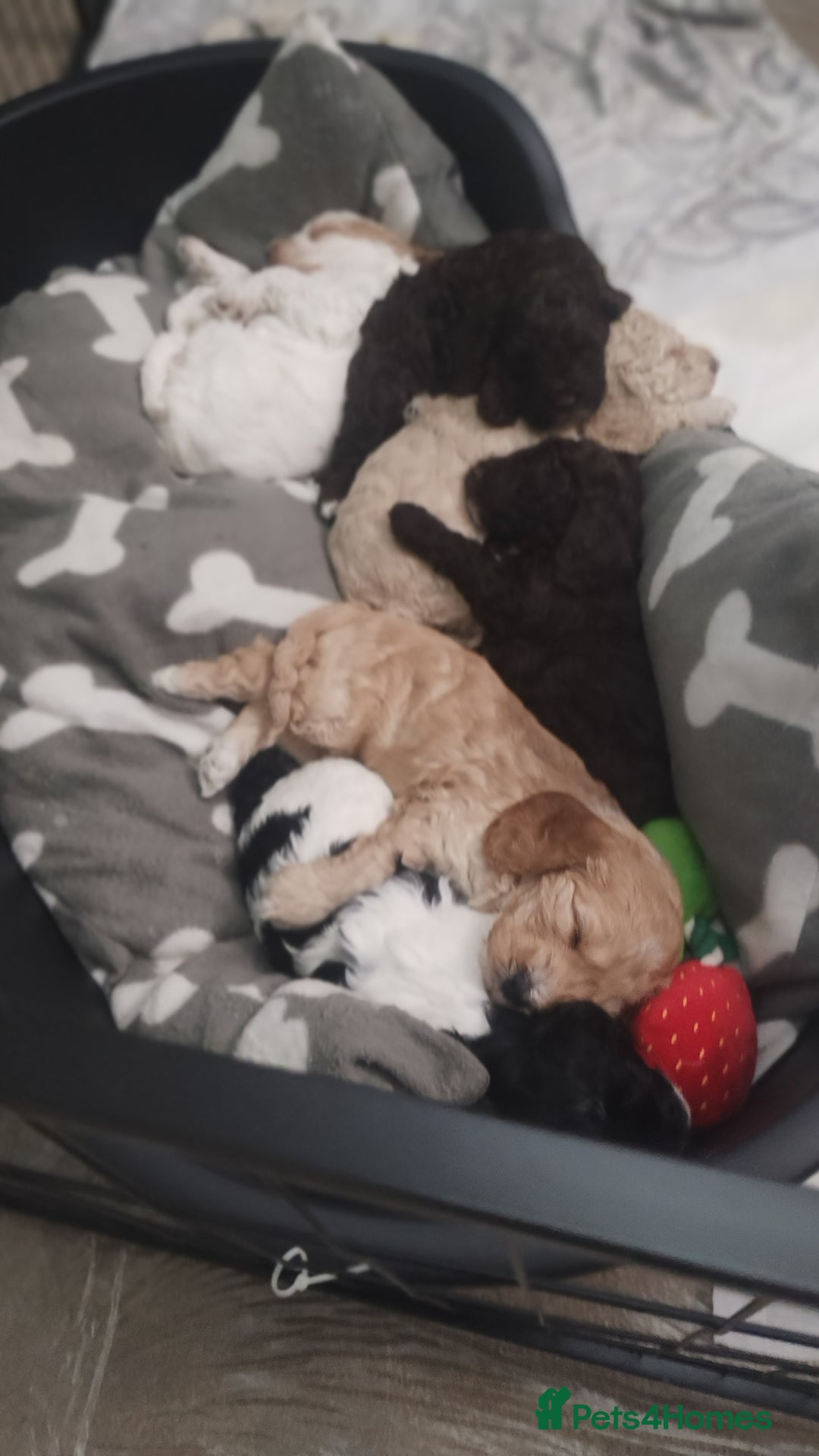 Cockapoo dogs for sale: Cockapoo puppies - Advert 2