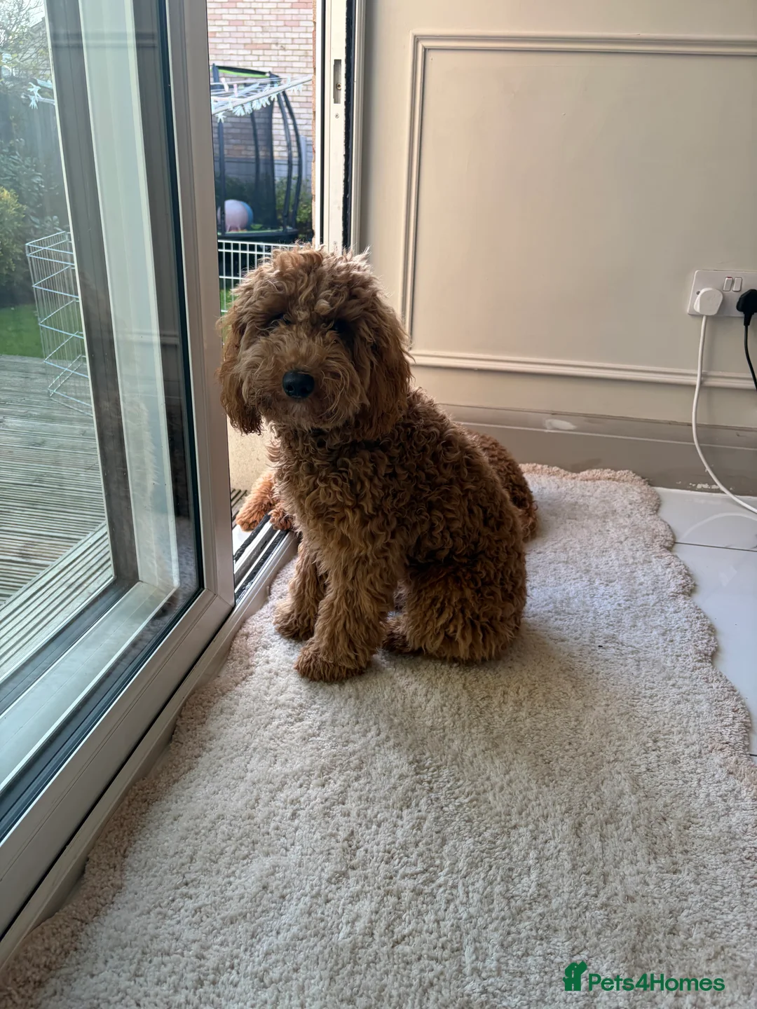 Cockapoo dogs for sale: Two Cockapoo (9 month)  - Advert 23