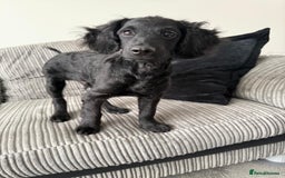 Cockapoo dogs for sale: Buddy  - Image 2