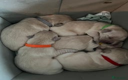 Golden Retriever dogs for sale: Beautiful KC Golden Retriever Babies  - Image 11