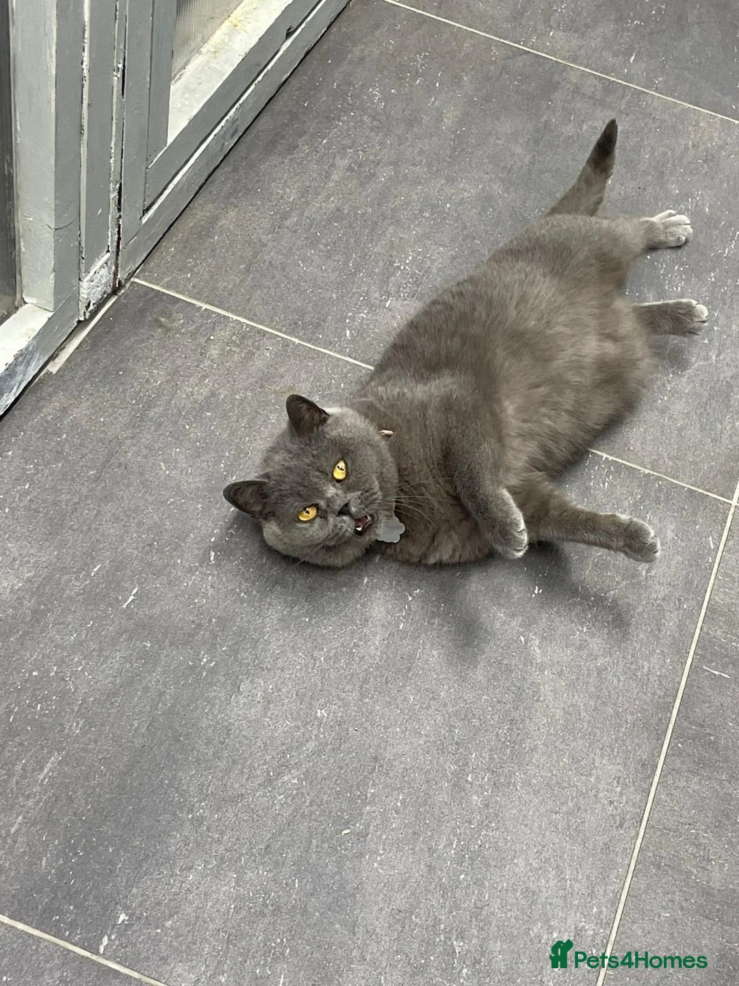 British Shorthair cats for sale: Belle – 6-Year-Old British Shorthair - Advert 6