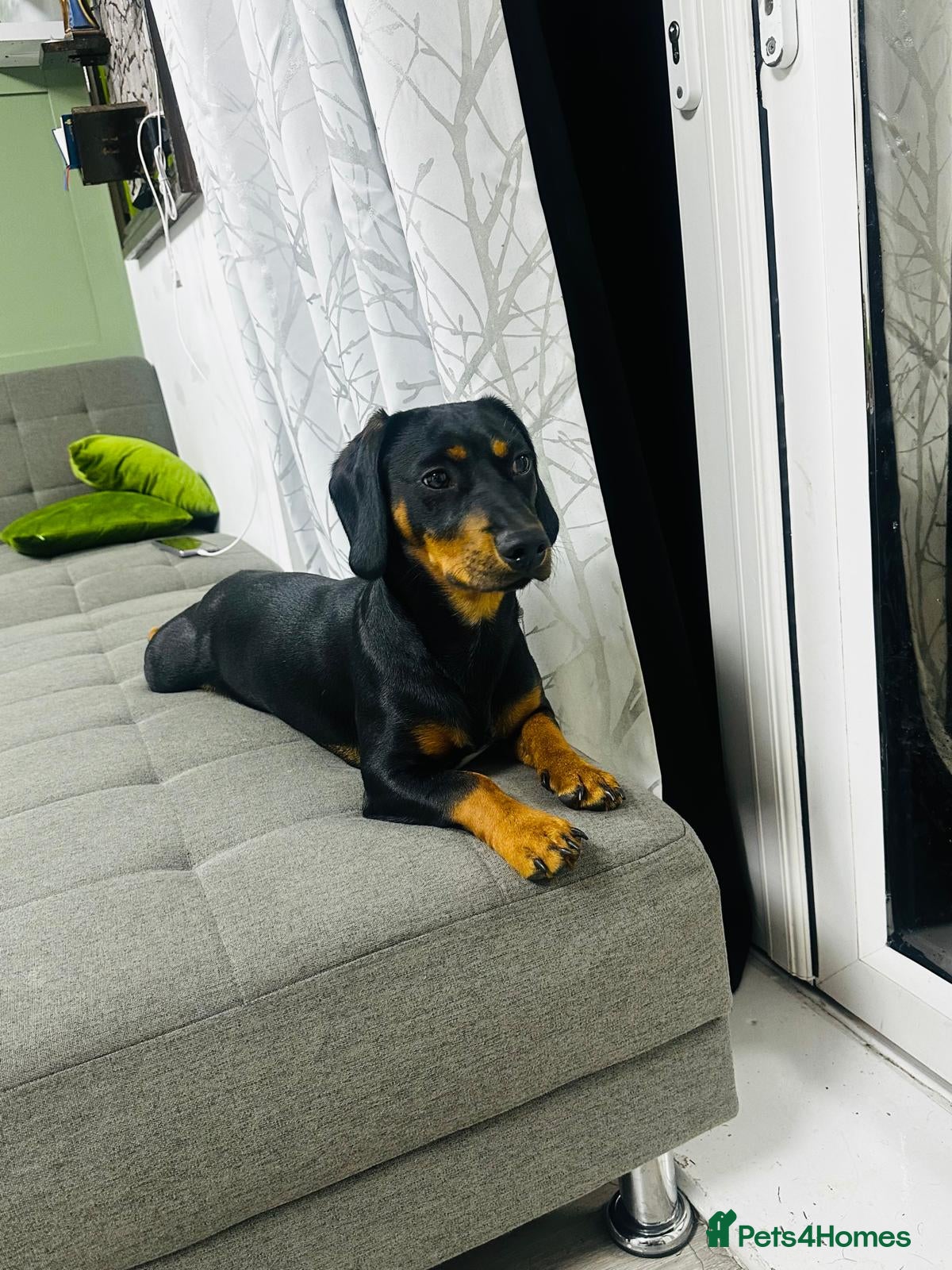 Mixed Breed dogs Mr Louis  - Advert 8