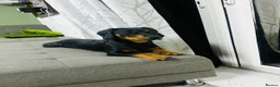 Mixed Breed dogs for sale: Mr Louis  in Andover - Advert 1