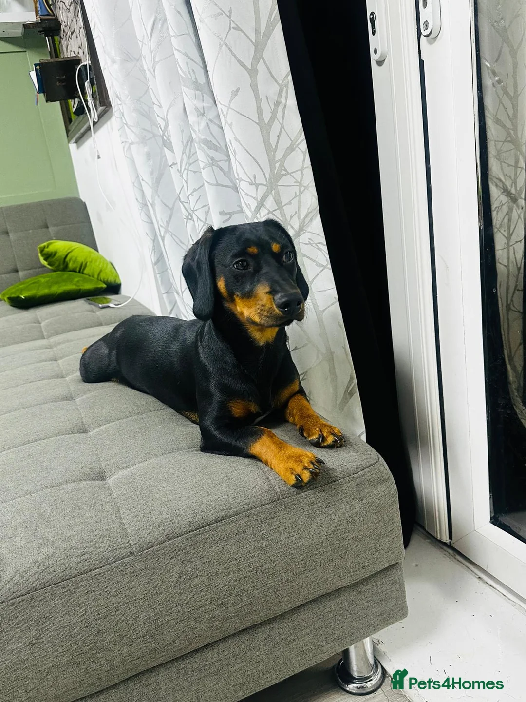 Mixed Breed dogs for sale: Mr Louis  in Andover - Advert 1