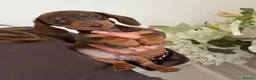 Miniature Dachshund dogs for sale: Beautiful Kc Reg miniature dachshunds  - Advert 16